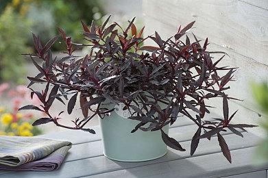 《凯蒂猫岛屿冒险》现已发售 游戏上市宣传片欣赏