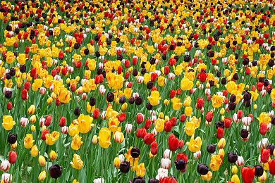 GTAOL：在洛圣都天使行动中掌舵以赚取双倍奖励